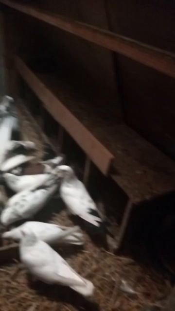 видео от подписчика
