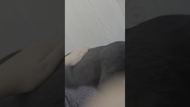 асмр с котиком )