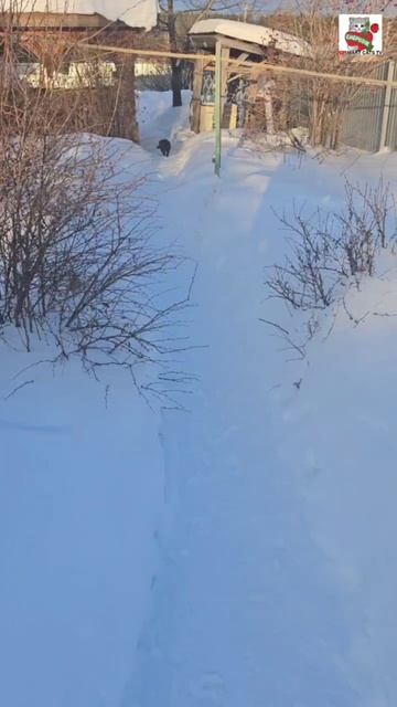 Рыжуля с Чернухой вышли погулять помяукать 🌞❤️🐈🐈⬛❄️