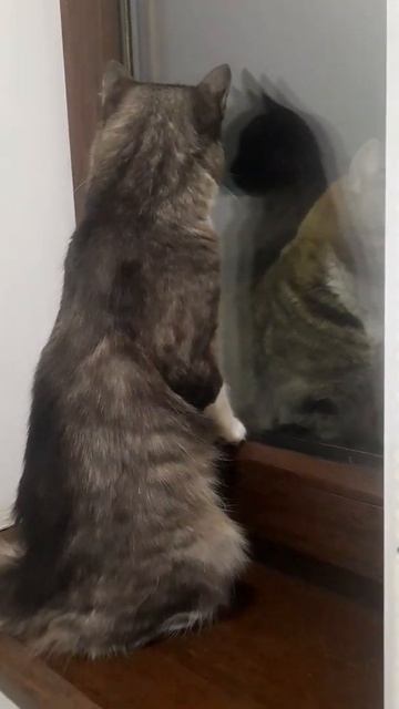 КТО ТАМ?#животные #animals #cats #природа #кошки #собаки #котики #catsdaily #pets