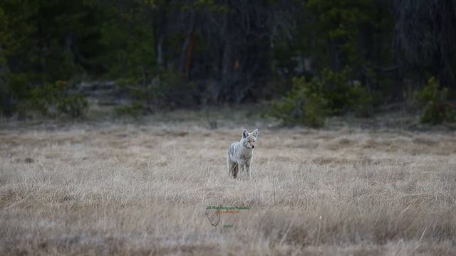 Yellowstone National Park:  Canids | Fox | Coyote | Wolf 🦊 🐕 🐺