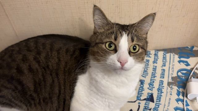 Психология кошек