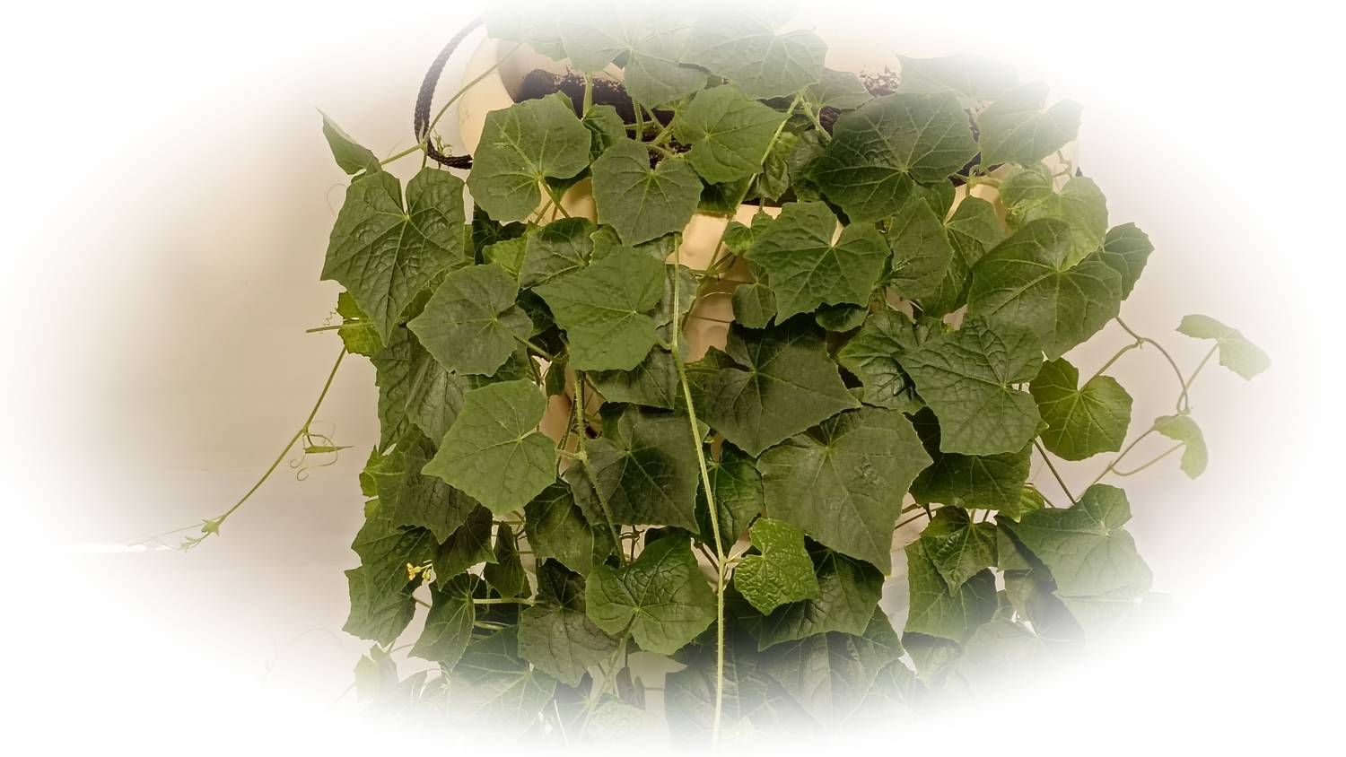 Мелотрия шершавая (Melothria scabra) опыт выращивание дома на подоконнике.