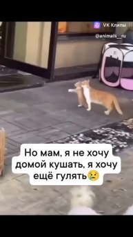 clip-220079617_456243103