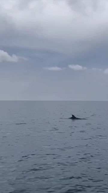 Прости нас, Чёрное море!!!