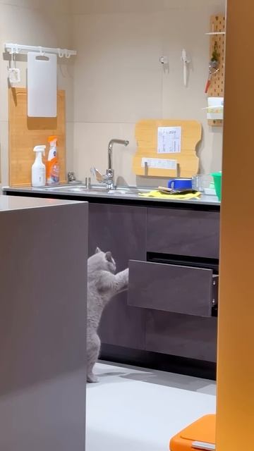 Shy cats