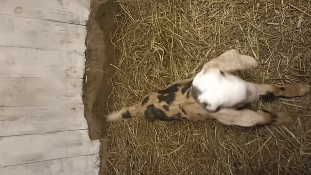 козлик нубийский 2 день