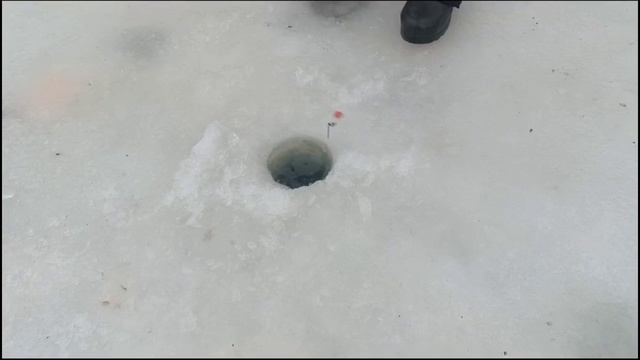 Запуск 300 кг Голицыно Fish