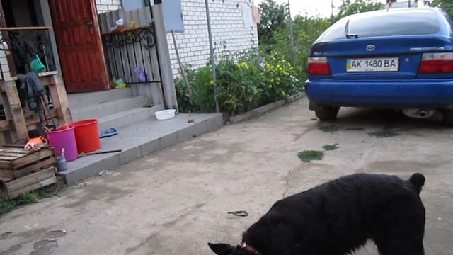 Роман-Кош Ирма Ладоуш с тряпкой. Симферополь 1