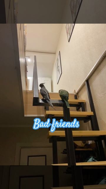 Quaker bites corella / попугаи ссорятся