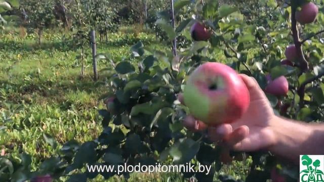 Яблоня сорт Брянское розовое.