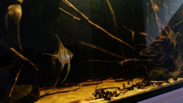 Pterophyllum Altum fighting sesion