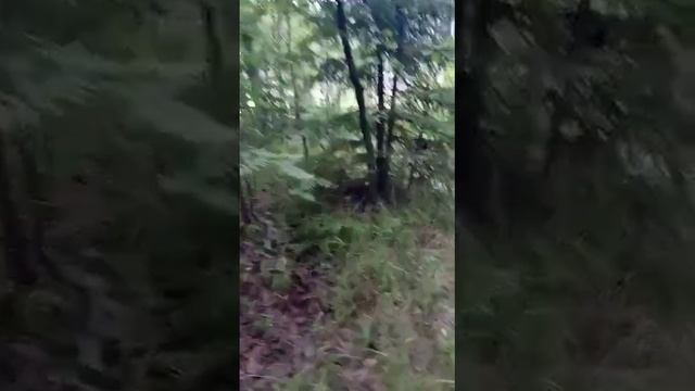 Грибы! Неожиданно под Зеленогорском.