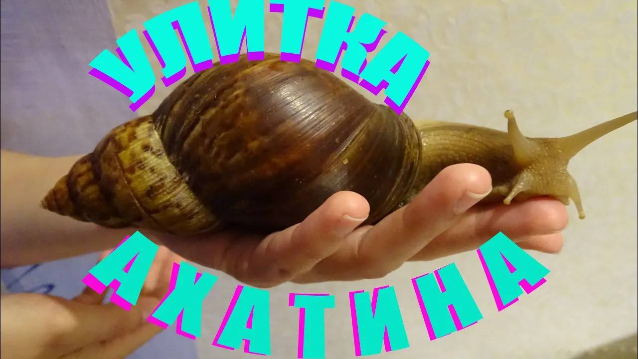 Яйцо Улитки Ахатина