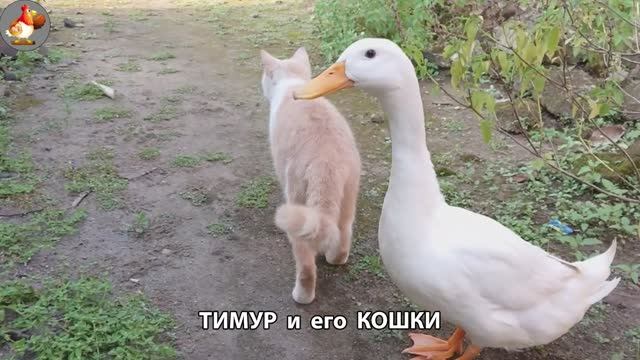 Пекинский селезень Тимур и его кошки 🥰 серия (21)