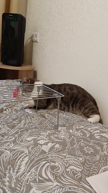 Симба и новая игрушка