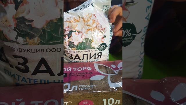 Поражение у листьев азалии, чем помочь?