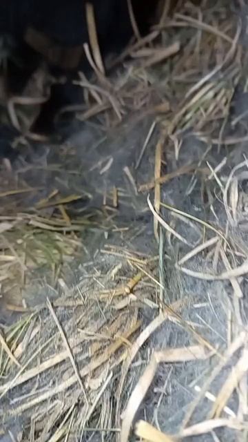 уход за кроликами