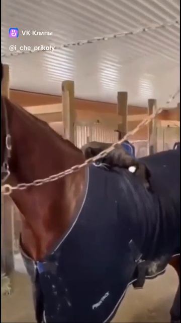clip-170638744_456262417