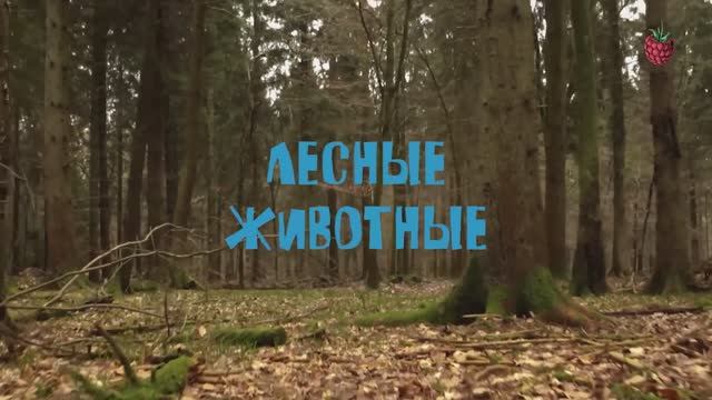 ЛЕСНЫЕ ЖИВОТНЫЕ для детей