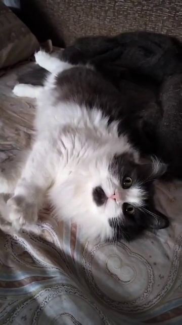 Сибирский кот мурчит