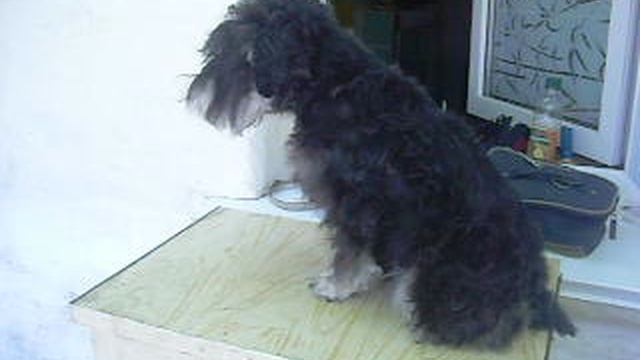 Цверг на груминге. Орнелла 11 июня