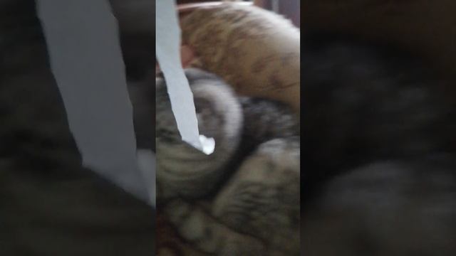 Второе видео с моей кошкой
