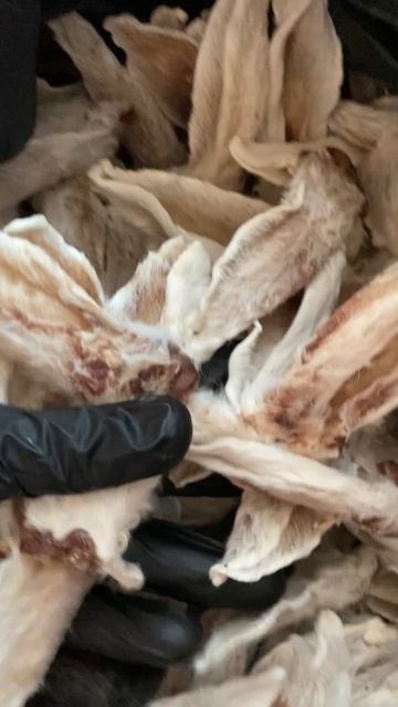 Уши кролика🐇