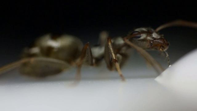 Ameisen am Zuckerwasser - Formica rufibarbis und eine Lasius niger