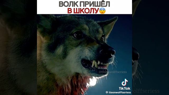 бирах 🐺
