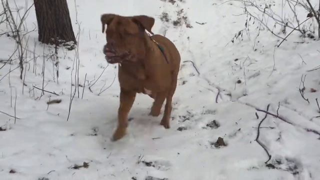 Маруся, Битцевский лесопарк, 13.01.2018