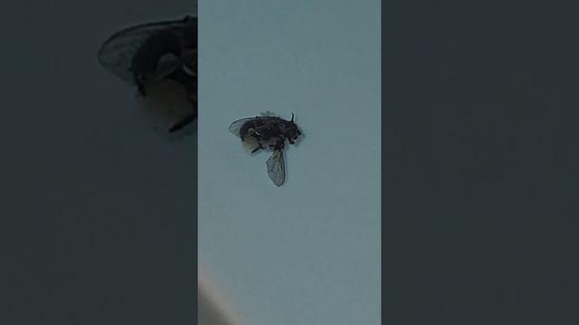 HETERORHABDITIS GERRARDI/INSECT TO HUMAN@JUSTICE FOR RAVEN HOPE-LETUSHEAL