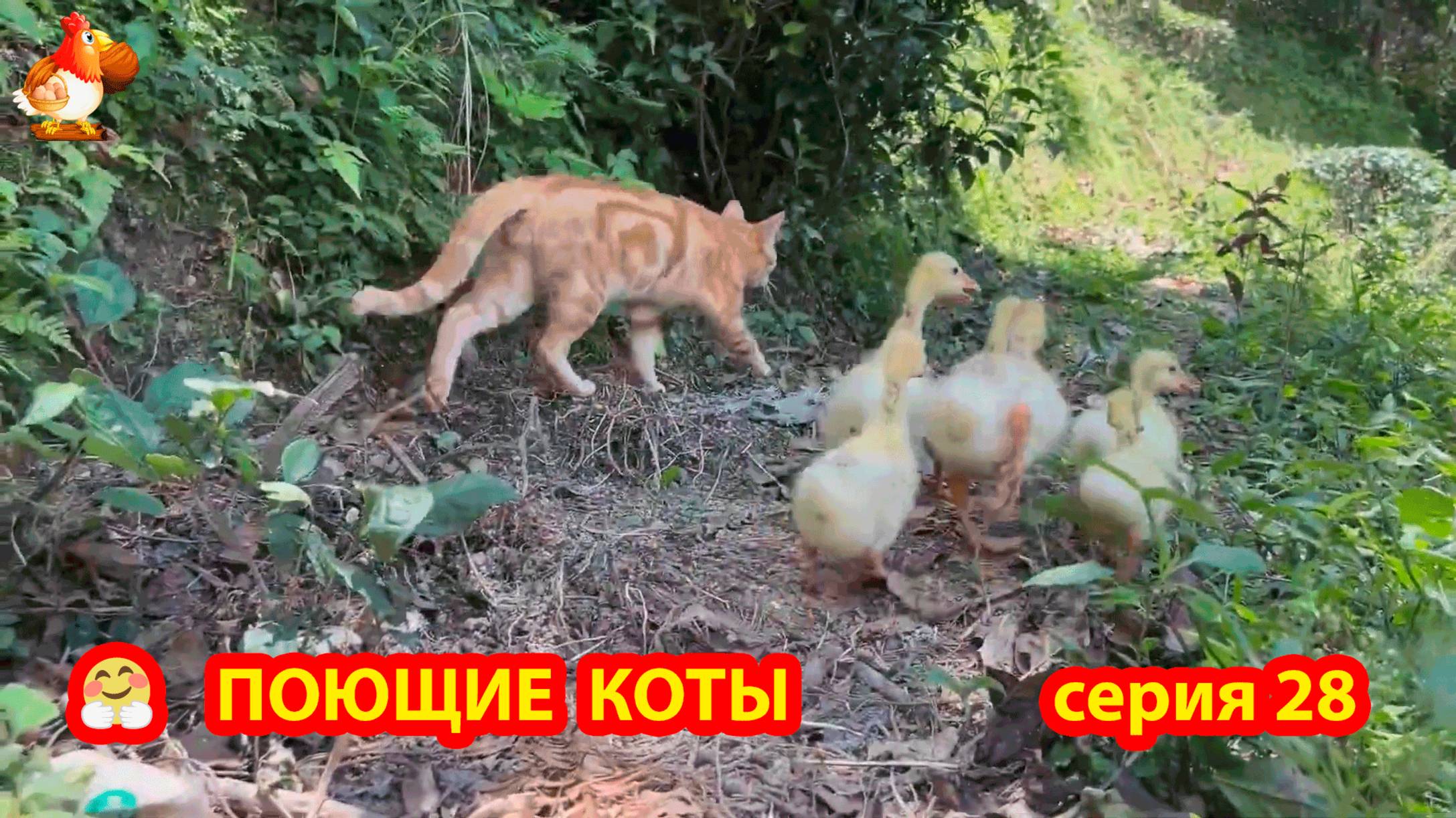 Крутые коты у птичьего двора серия (28) 🐈🐈⬛😹 Природа Абхазии и подворье с птицами и животными ❣️