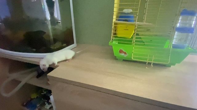 #2 информации про крысу дамбо