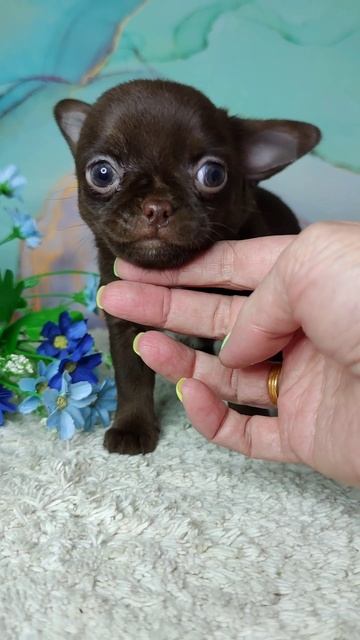 Мальчик чихуахуа в продаже
