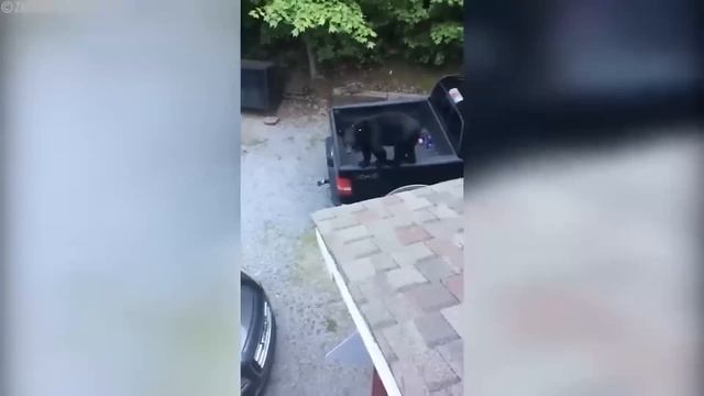 Woman Tries to Pet Grizzly Bear, Instantly Regrets It