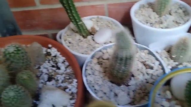 #RETO#ENSEÑA TUS # CACTUS 🌵