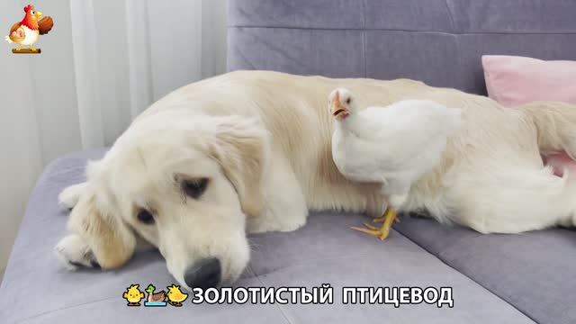 Щенок с цыплятами и утятами 🐤🦆🐶 Золотистый ретривер птицевод ❣️🥰😂 (11)