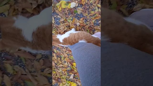 Очень ласковый котик. 🐱🐱🐱