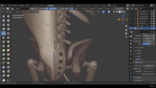 12 - Latisimus Dorsi