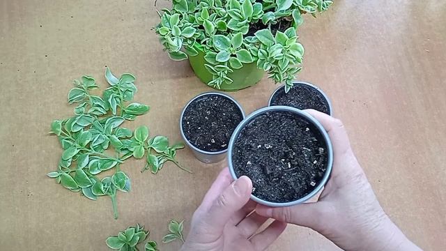 Аптения. Размножение черенками.