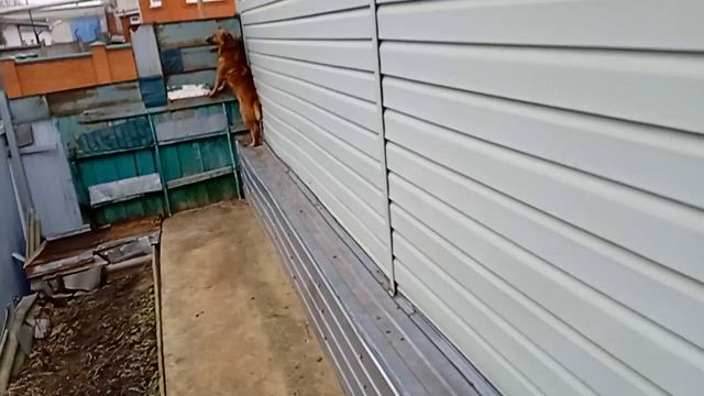 Соболек- и капризы природы!🦮🐶🐕