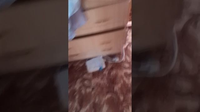 милый котик