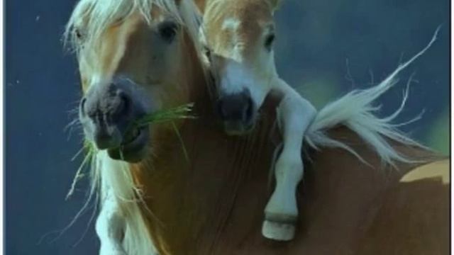 Хз:D странное видео 1