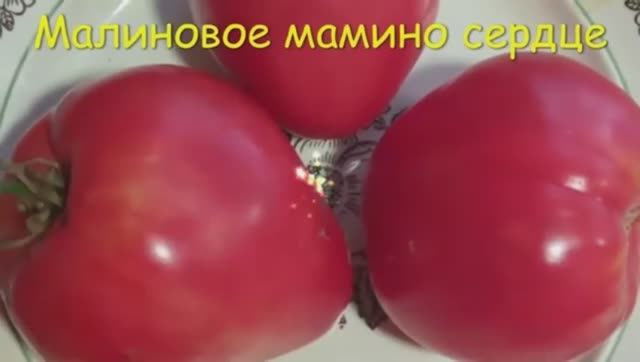 ТОМАТЫ. КАТАЛОГ  томатов на 2025 год.  г. Киров