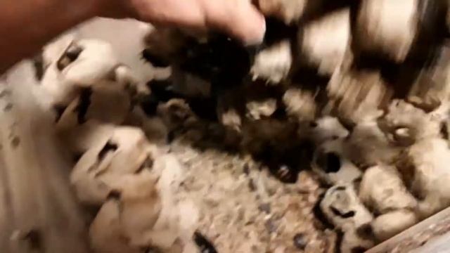 Black Madagascar Hissing Roaches (Gromphadorhina Grandidieri) A Dubia Roach Alternative For Reptile