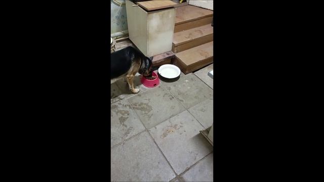 Собака. Пес. Кот. Том и Фокс.