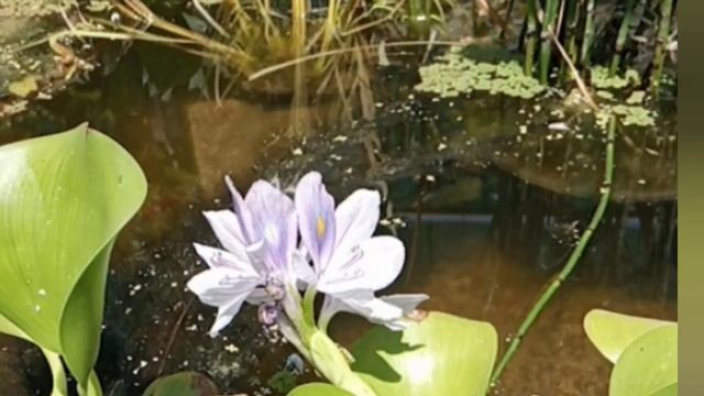 Водяной Гиацинт. Украшение водоёмов. Оформление пруда на даче, в саду.