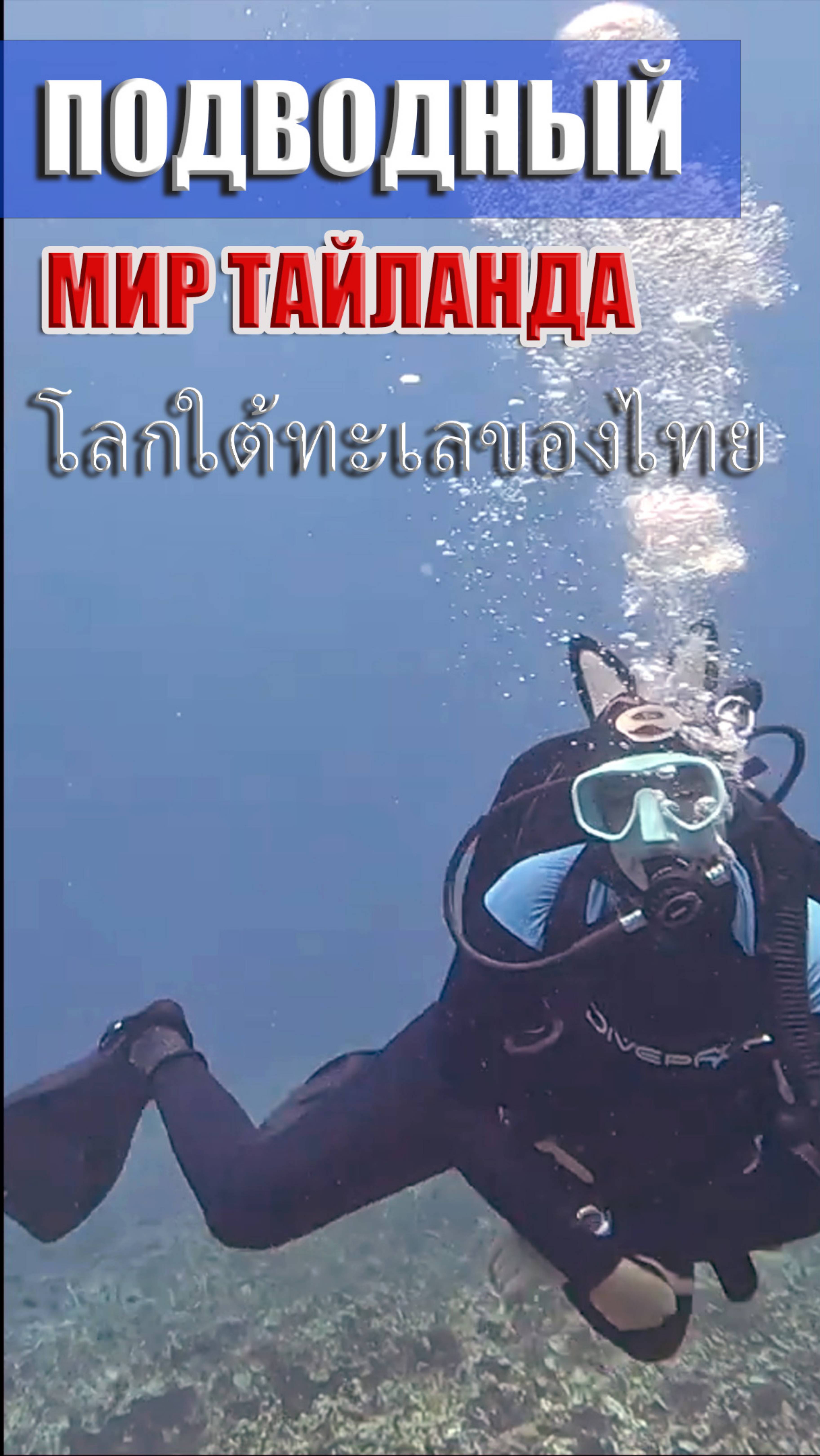 Подводный мир Тайланда โลกใต้ทะเลของประเทศไทย #sea #underwaterworld #diving #scubadiving #thailand #