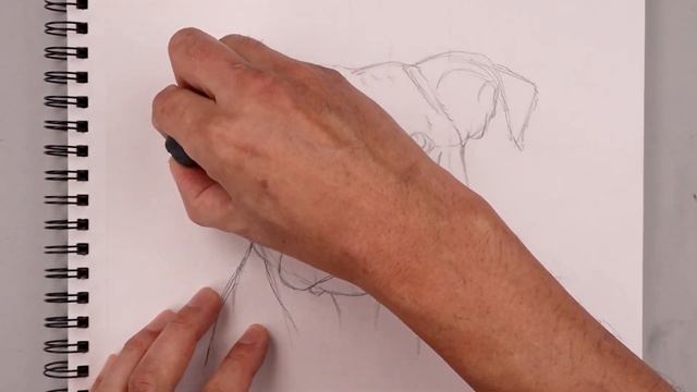 How To Draw a Dog | Pit Bull Terrier